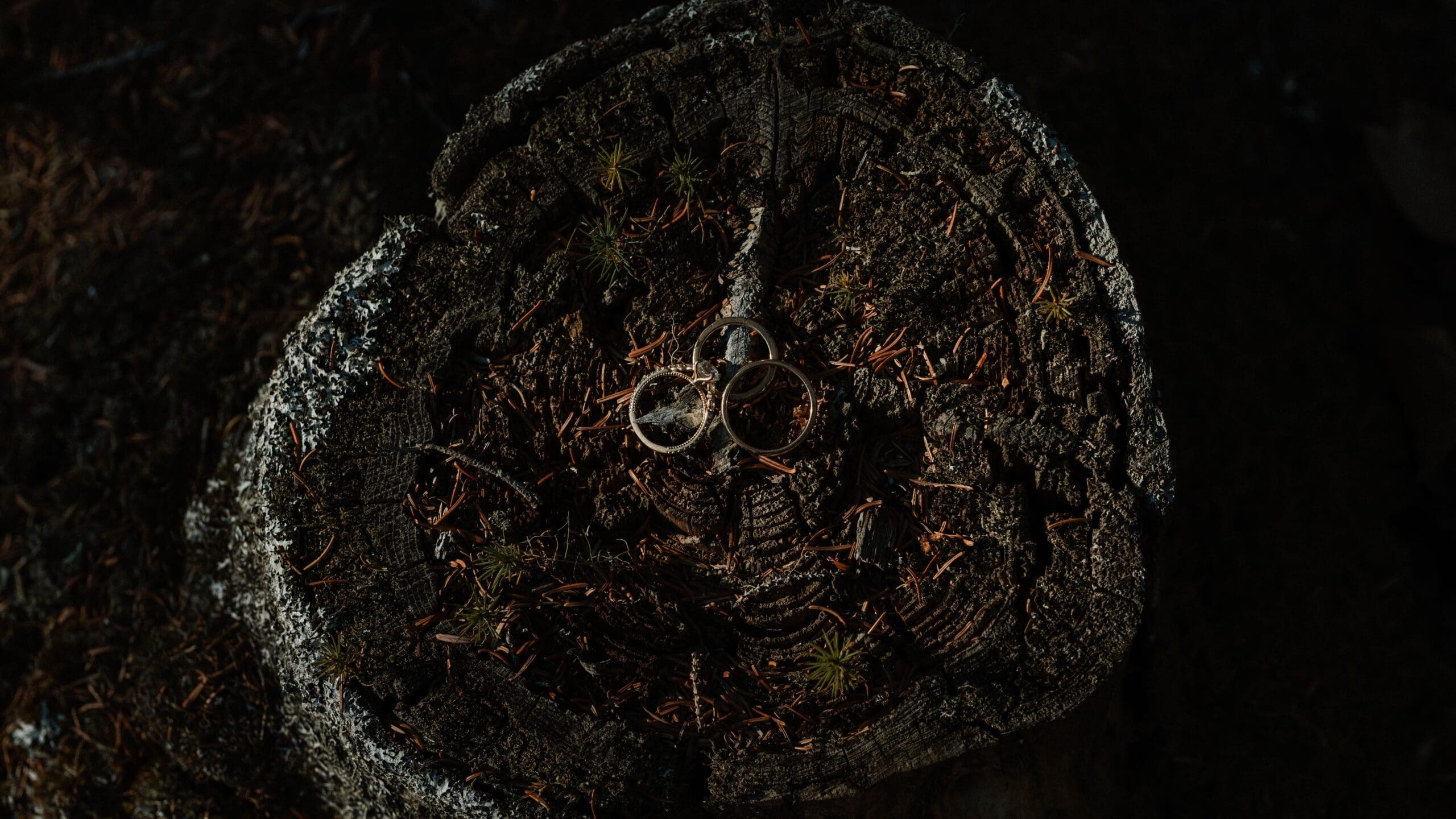An Acadia Fall elopement with Nate and Olivia while sharing a private vow exchange